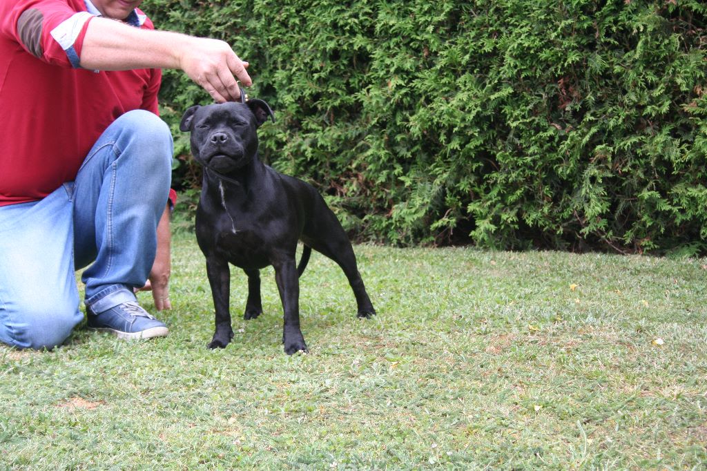 chiens nés à la maison
