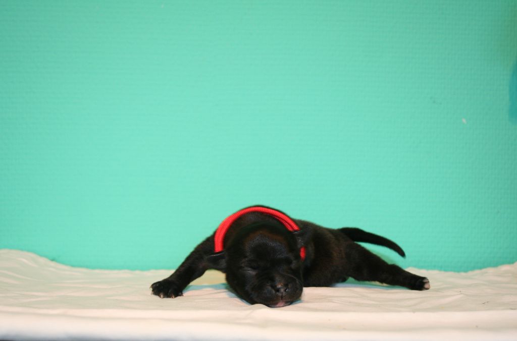 Blackstafford - Staffordshire Bull Terrier - Portée née le 22/04/2022